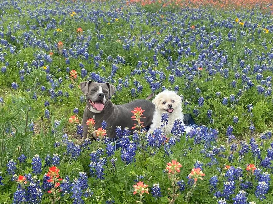 jazz-with-layla-in-bluebonnets-2