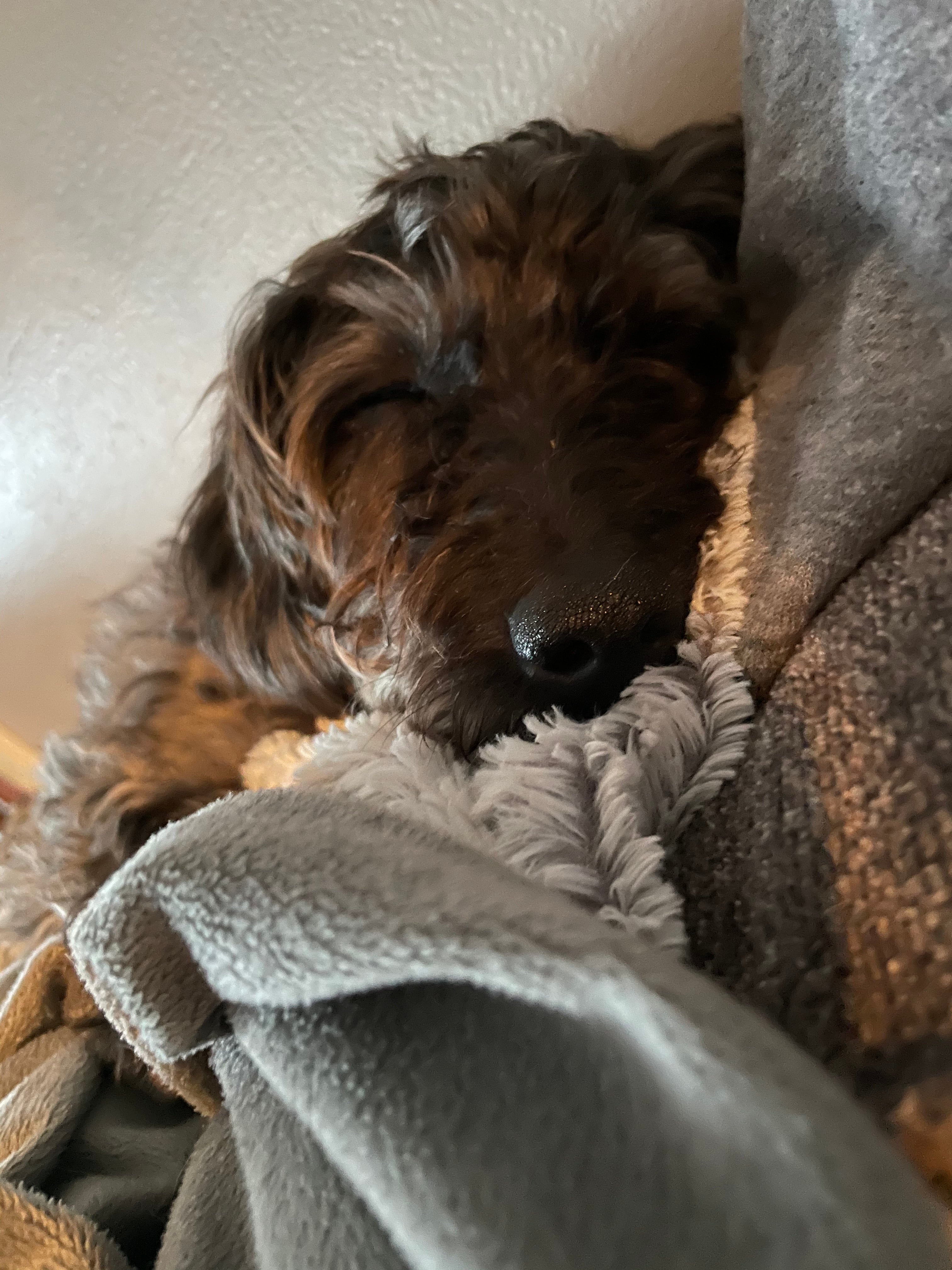 A tribute to Dublin Best Friends Animal Society Memorials