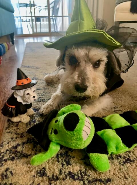 KaiaWitch