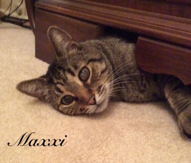 Maxxi
