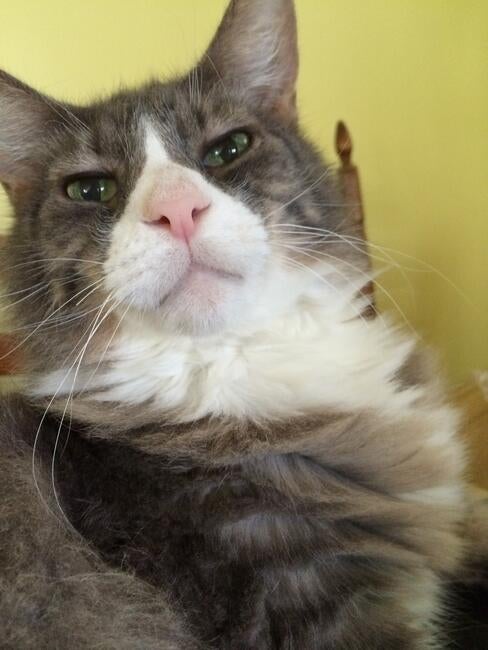 muffy-loves-the-camera_0