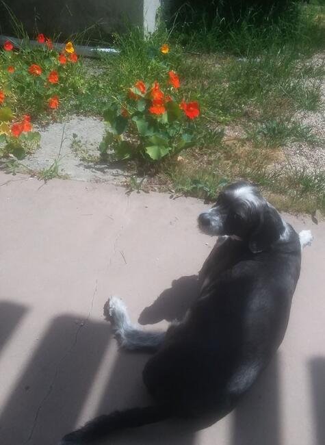 jujutwentyoneflowers