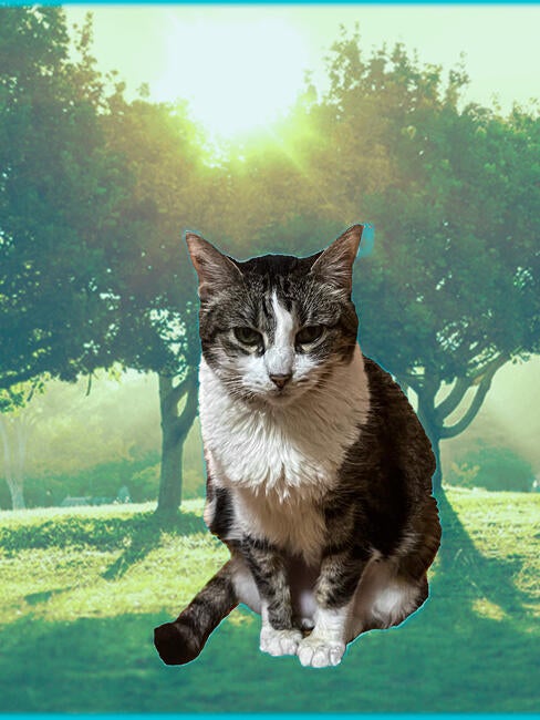 569c0e24-5a83-405e-a3da-662a9163a6ed