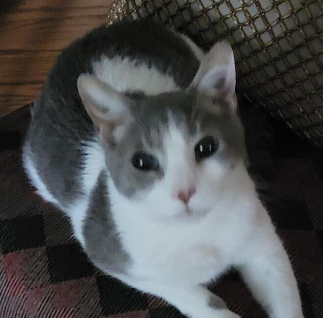 inbound4362745491896693064