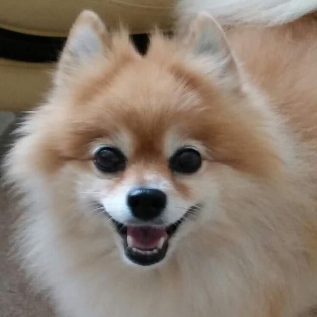 inbound3138053475056556525