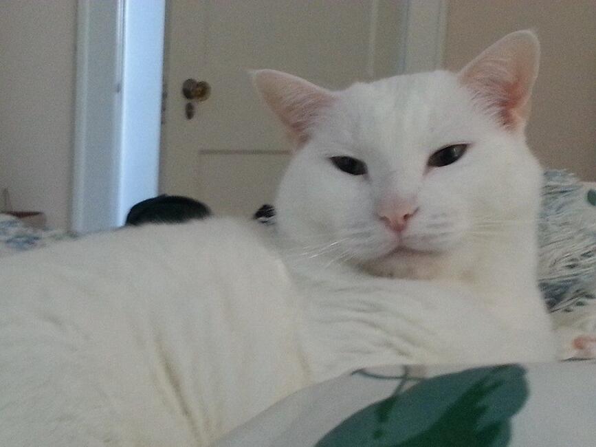 thor-naps-christmas-2014