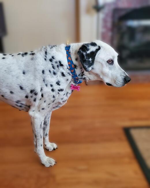spencer-2