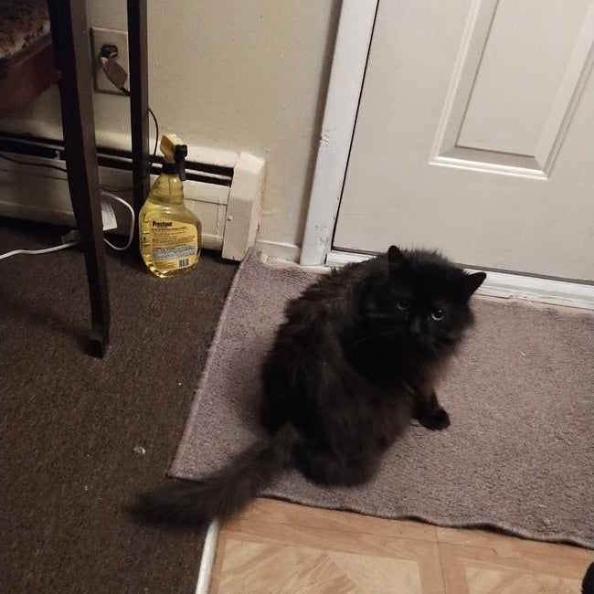 15f32629-2ad3-4d6b-9759-4adda5095244-1_all_5237