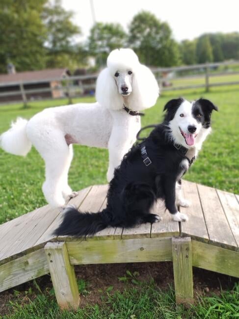 buds-keo-and-tallulah-up