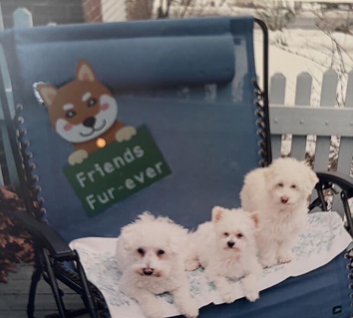 sparkie,-foxy,-uncle-wiggily