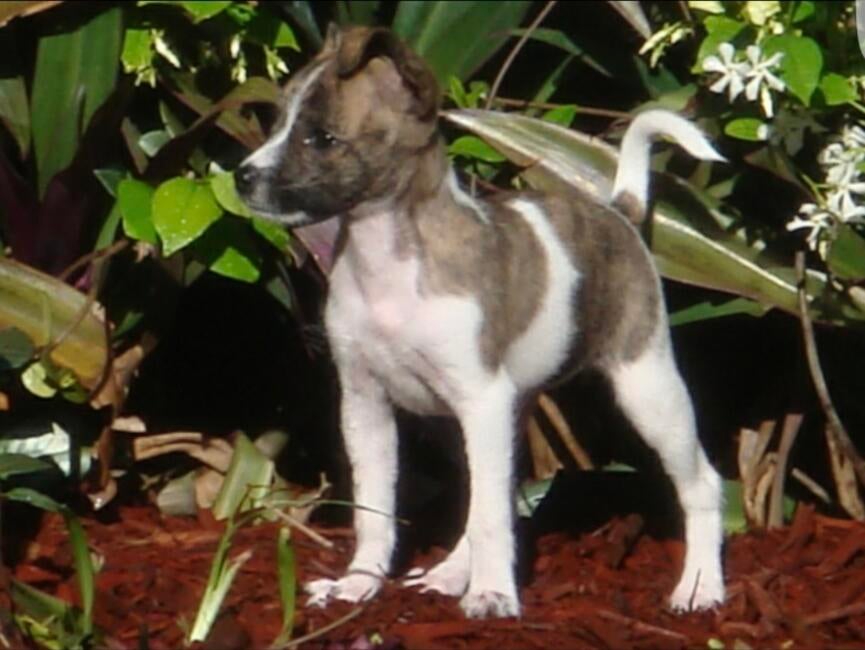 inbound4871627618234982967