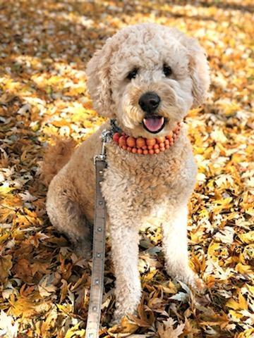 41484cb5-5971-4c25-9dd8-354e3a0b12ec-1_all_36516