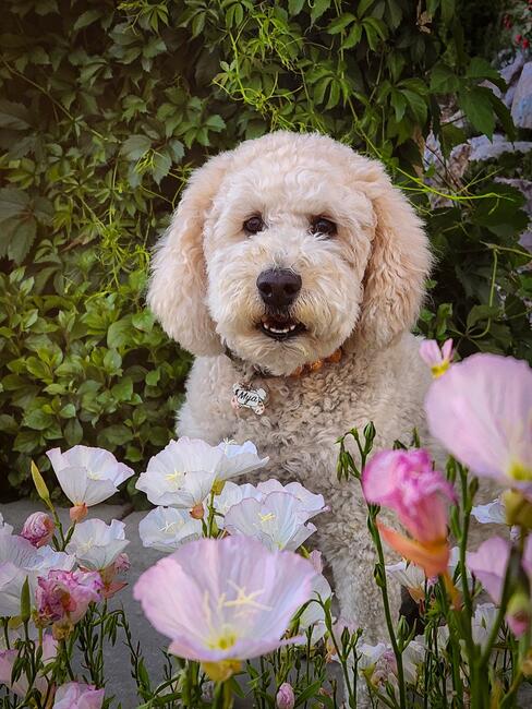 41484cb5-5971-4c25-9dd8-354e3a0b12ec-1_all_9084