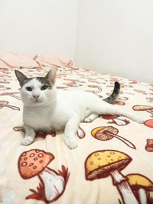 signal-2025-12-04-195125