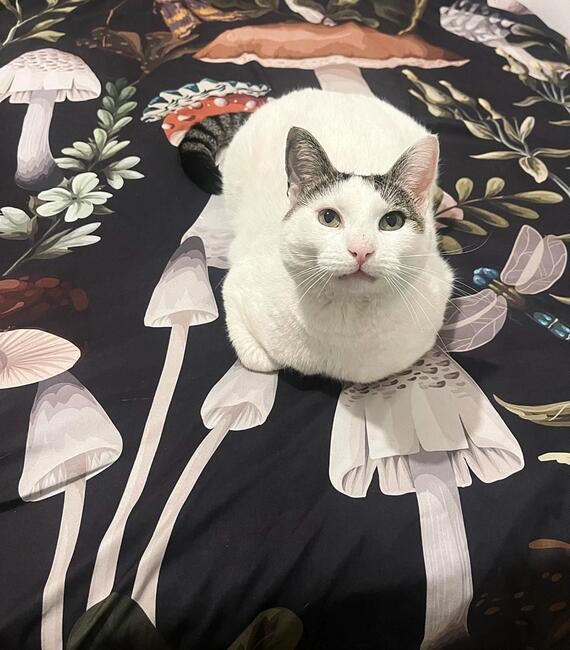 signal-2025-12-04-195125_002