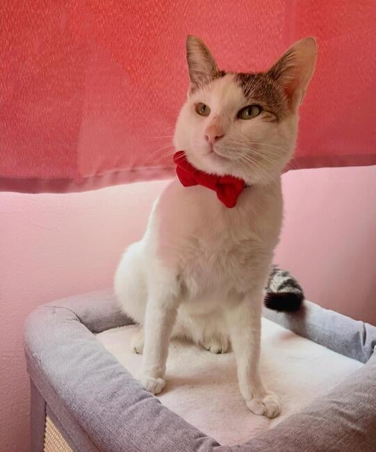 signal-2025-12-04-195125_003