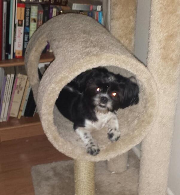 inbound8357170433728231570