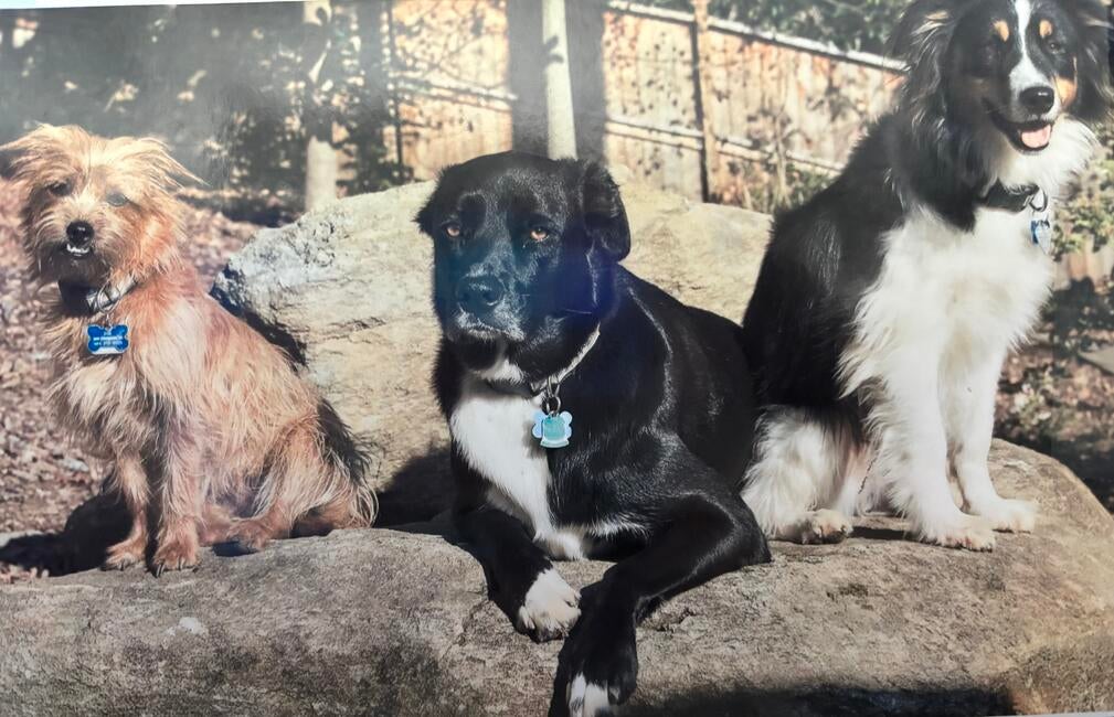 maccaroni,-zoe,oscar