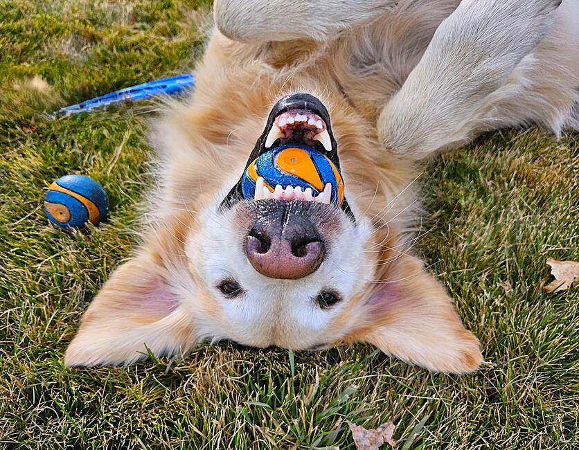 clydecroppedcolor_chiefsleggone