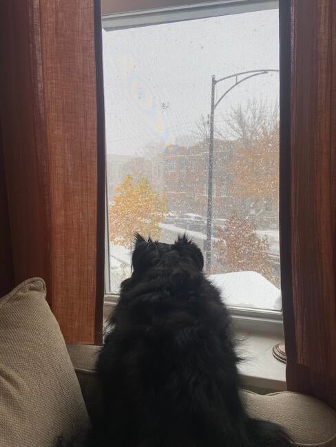 pongos-first-snowstorm