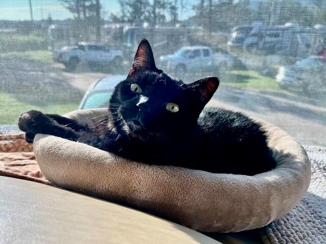 997bdbf8-e46c-4c39-b875-7be6ea5f5a49_1_105_c