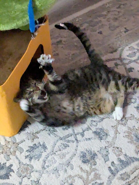 11388