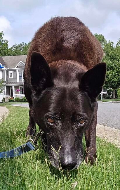 jovi-nose-to-the-ground