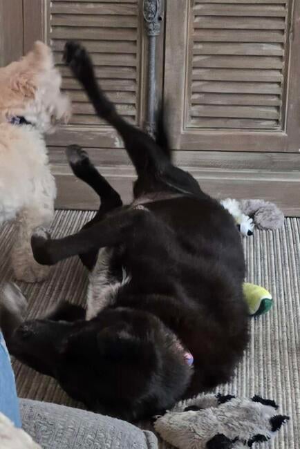 jovi-playing-with-elsa-2