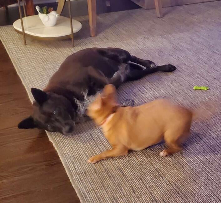 jovi-playing-with-maddie
