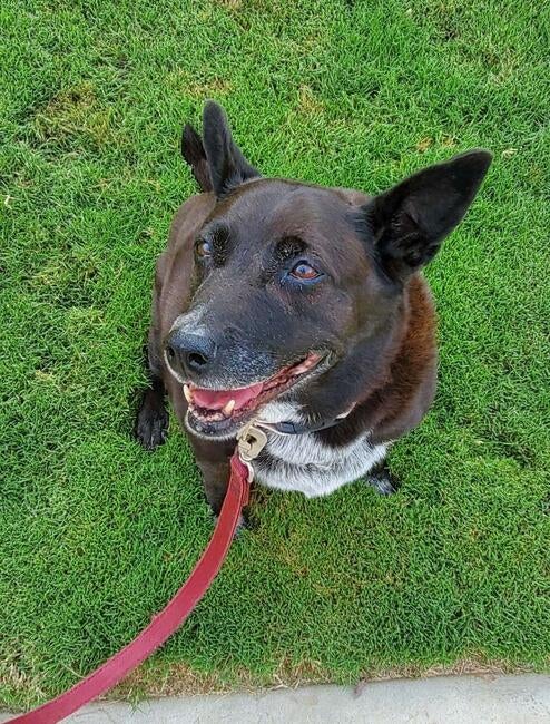 jovi-smiling-on-green-grass