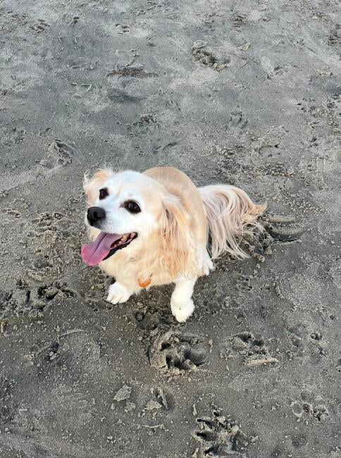kookie-beach