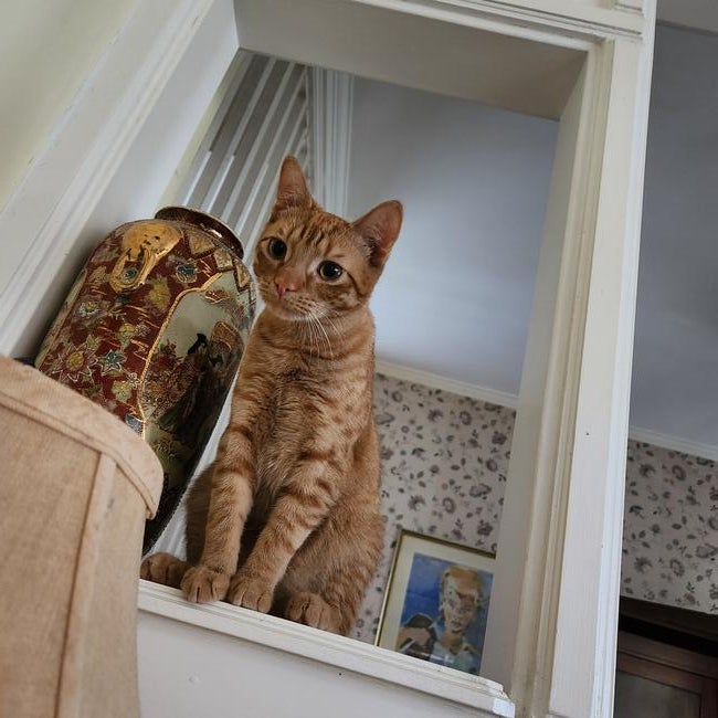 archie