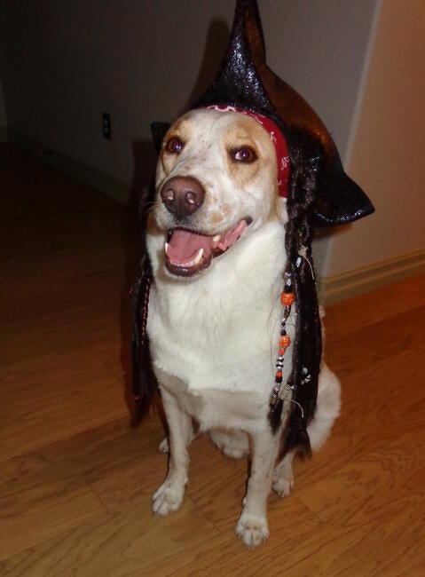 tristan-the-pirate-(1