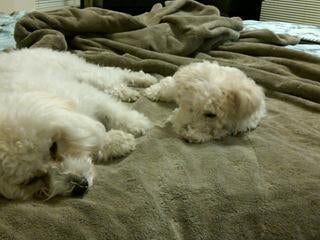 layla-and-dolce