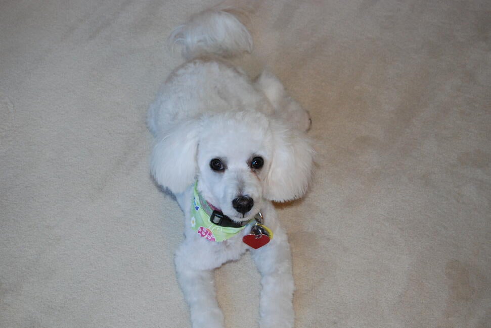 puppies-005