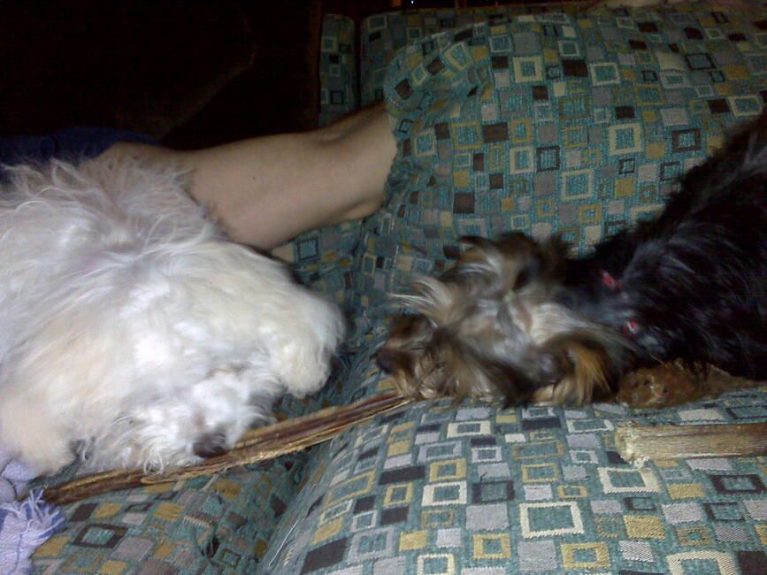 sharing-a-chew-stick