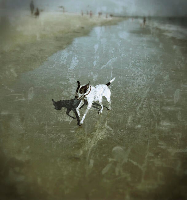 at-rosies-dog-beach