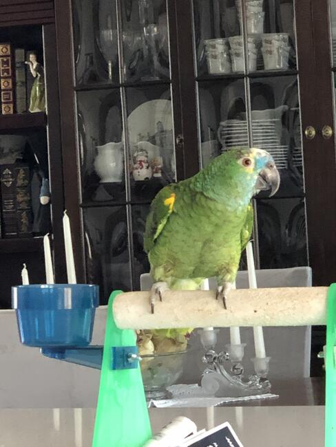 diega-on-her-perch