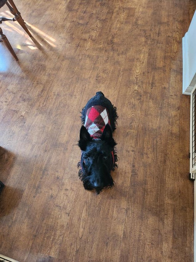 dewar-2-years-old
