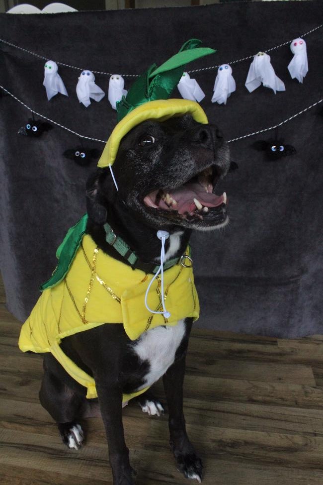 2018-10-31-sugar-pineapple-halloween