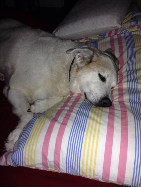 bandit-on-pillow