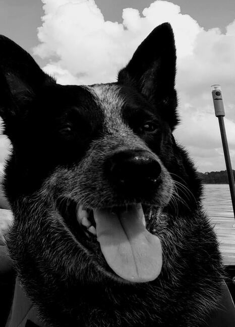 scout-boat