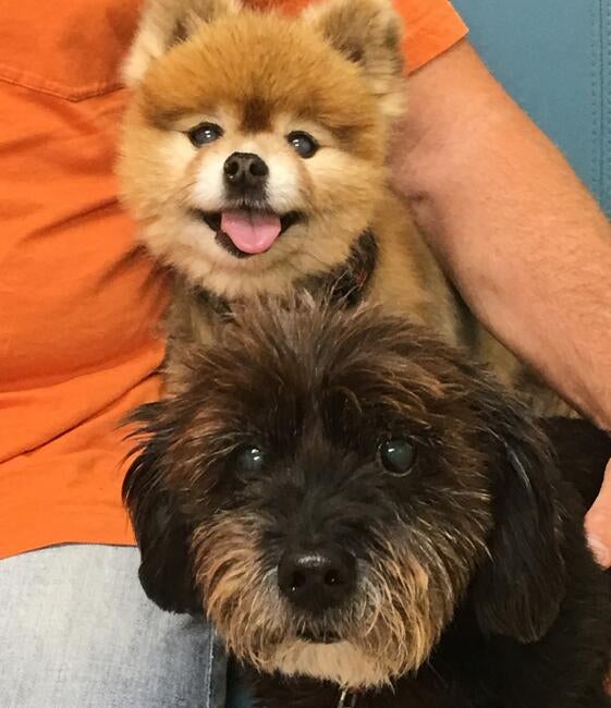 rudy-and-king