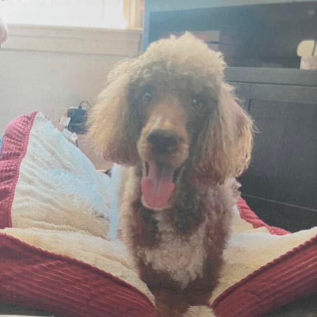 bentley