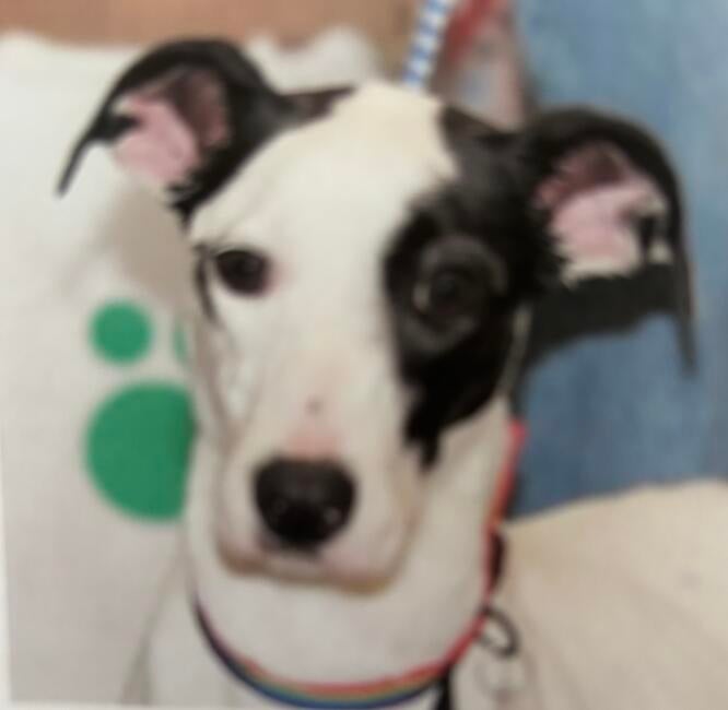 dottie