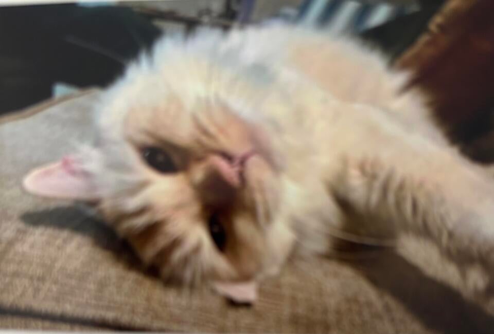 gizmo
