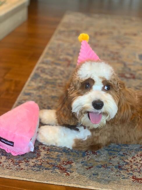 633a1701-86dd-433d-9190-253ba5cc2368