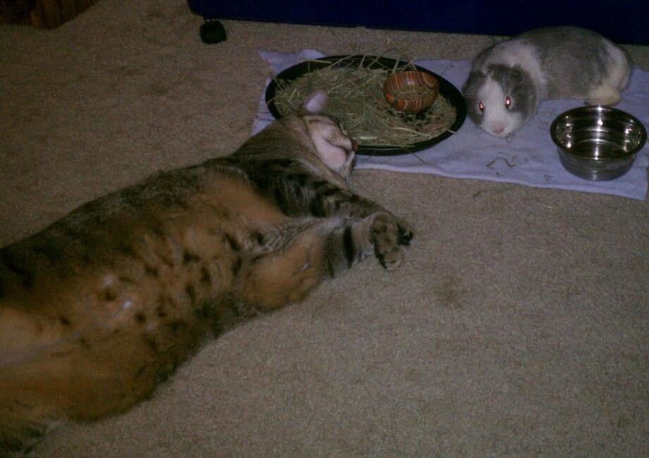 a-unexpected-furiendship-between-the-two