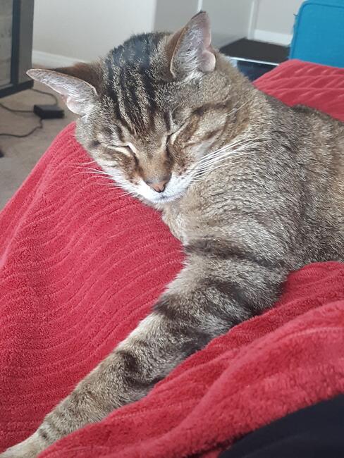 resting-comfortably-on-me