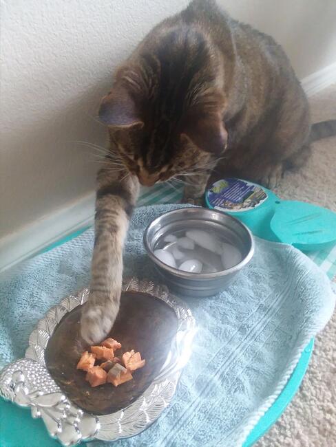 salmon-is-a-delicacy